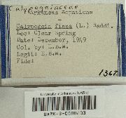 Calypogeia fissa image