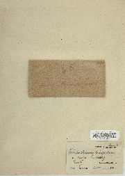 Trichostomum crispulum image
