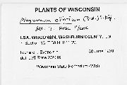 Plagiomnium ellipticum image