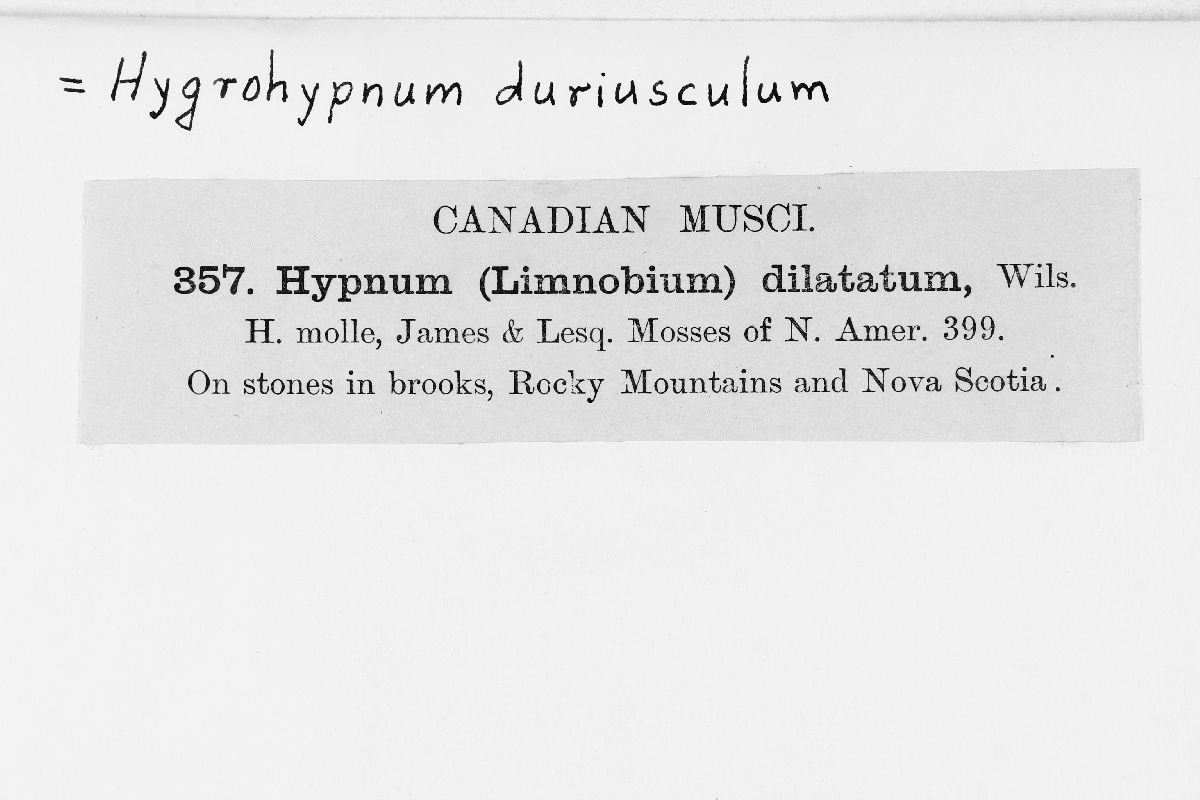 Platyhypnum duriusculum image