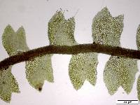 Acrobolbus ciliatus image