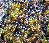 Image of Scorpidium scorpioides