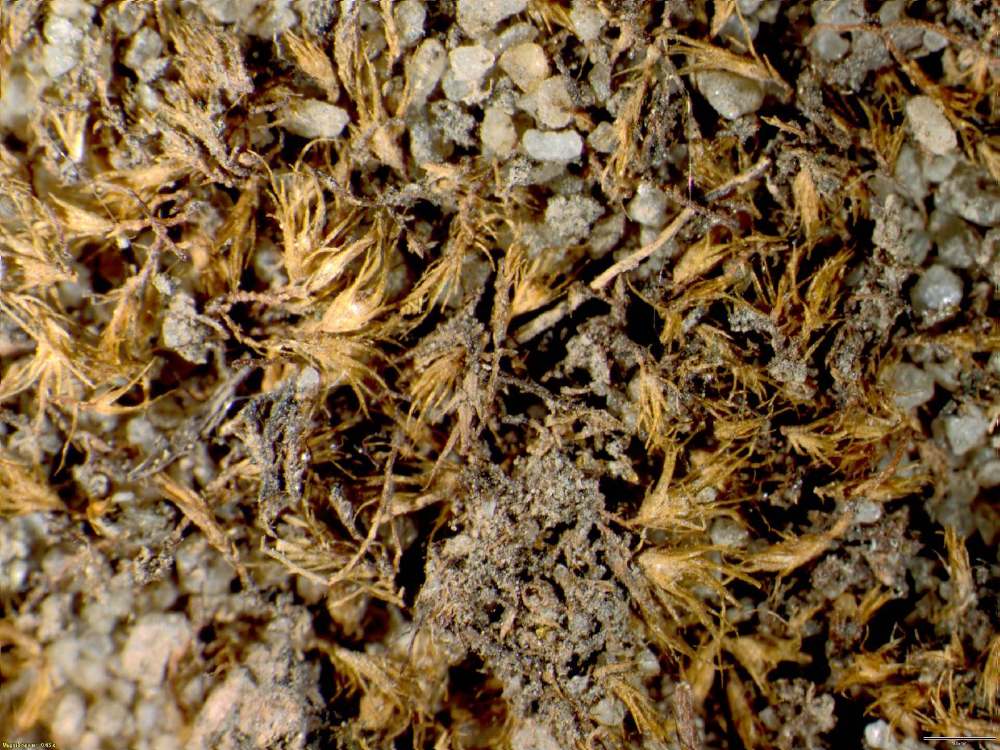 Archidium alternifolium image