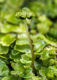 Image of Asterella africana