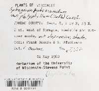 Sphagnum platyphyllum image