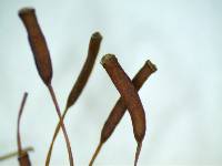 Atrichum angustatum image