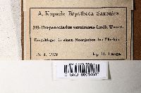 Hamatocaulis vernicosus image