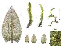 Scleropodium julaceum image
