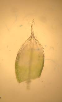 Bryum argenteum image