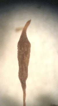 Didymodon ferrugineus image