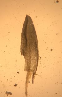 Barbula unguiculata image