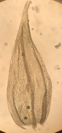Brachythecium acuminatum image