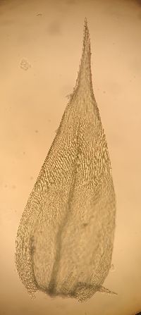 Sciuro-hypnum plumosum image