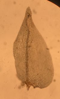 Hylocomiastrum pyrenaicum image