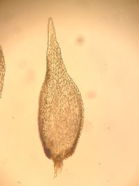 Pylaisia polyantha image