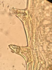 Plagiomnium ciliare image