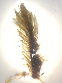 Aulacomnium palustre image