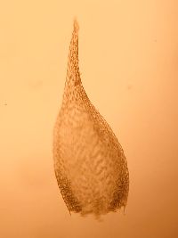 Pylaisia polyantha image