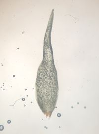 Leucobryum glaucum image