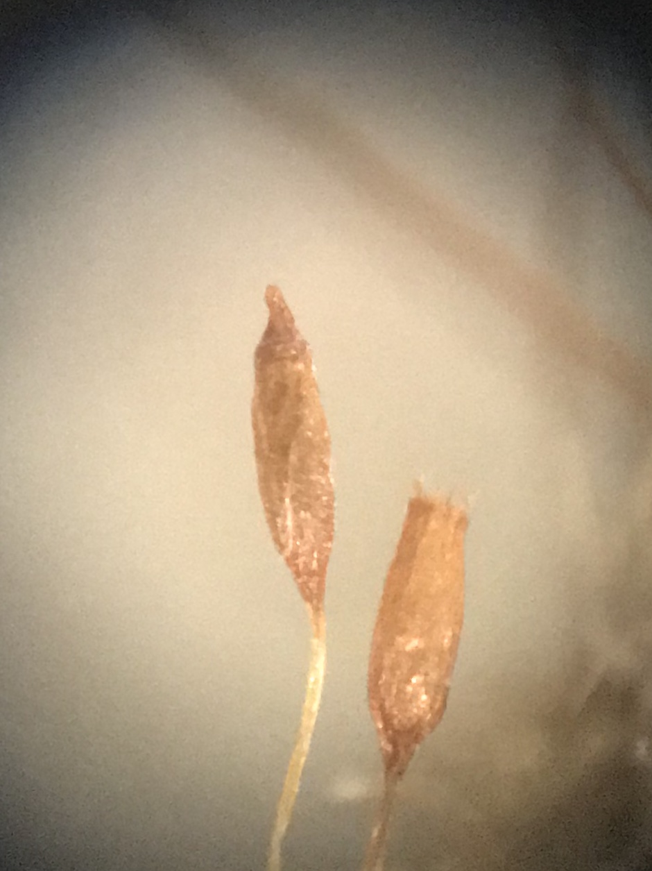 Distichium capillaceum image
