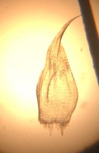 Calliergonella lindbergii image