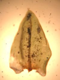 Brachythecium rutabulum image