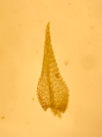 Koponeniella graminicolor image