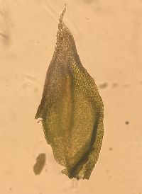 Claopodium rostratum image