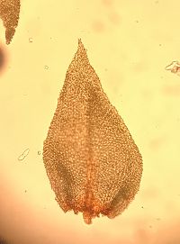 Abietinella abietina image