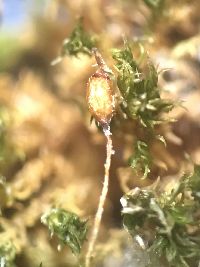 Orthotrichum anomalum image