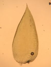 Callicladium haldaneanum image