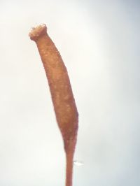 Hygroamblystegium varium image