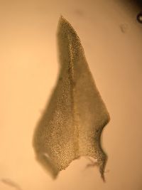Pseudanomodon attenuatus image