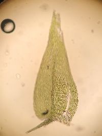 Eurhynchiastrum pulchellum image