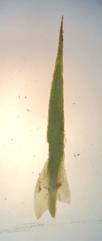 Polytrichastrum ohioense image