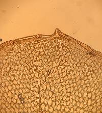 Rhizomnium pseudopunctatum image