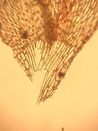 Plagiothecium denticulatum image