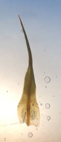 Polytrichastrum formosum image