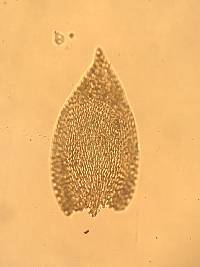Pterigynandrum filiforme image
