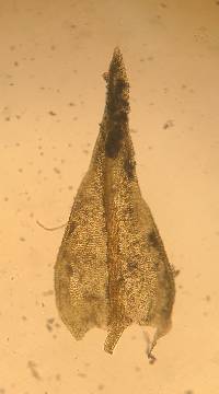 Didymodon ferrugineus image