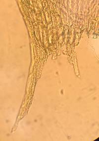 Brachythecium novae-angliae image