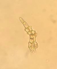 Haplocladium microphyllum image