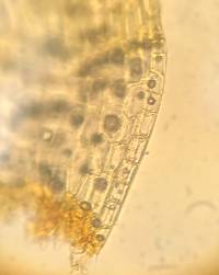 Dicranum condensatum image