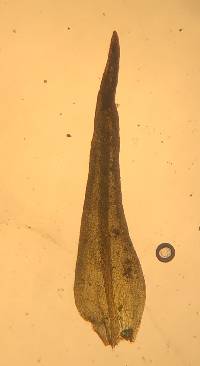 Schistidium rivulare image