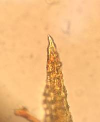 Hymenostylium recurvirostrum image