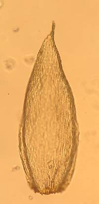 Hylocomium splendens image