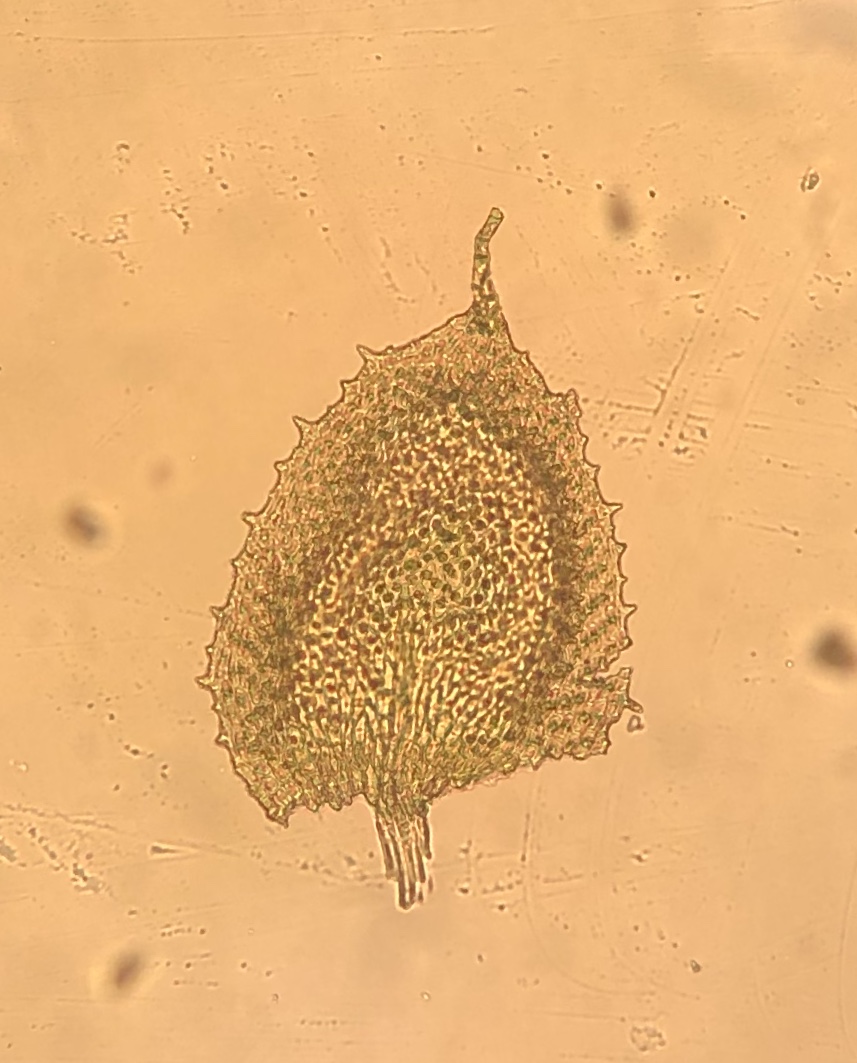 Myurella sibirica image