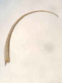 Paraleucobryum longifolium image