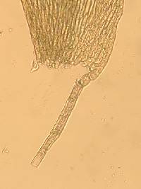 Plagiothecium laetum image