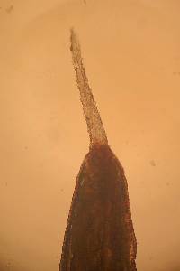 Polytrichum piliferum image